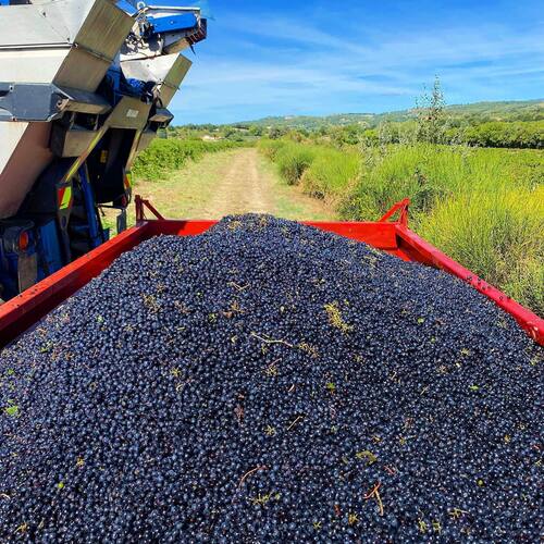 🍇 La récolte des Syrah est enfin terminée ✔️ 
Les premières extractions en cuves sont prometteuses pour le futur millésime 2022 🍷 

#volabis #closvolabis #vendanges #vendanges2022 #cotesdurhone #vignerons #vinbio #valléedurhone #harvest #winemaker