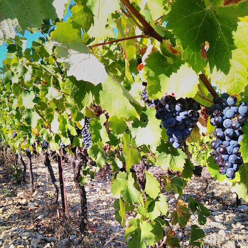 Les vendanges au Clos Volabis se terminent sur une très belle grappe 🍇 

Le millésime 2022 est officiellement en cours de vinification 🍷

#volabis #closvolabis #vendanges #vendanges2022 #cotesdurhone #vignerons #vinbio #valléedurhone #harvest #winemaker